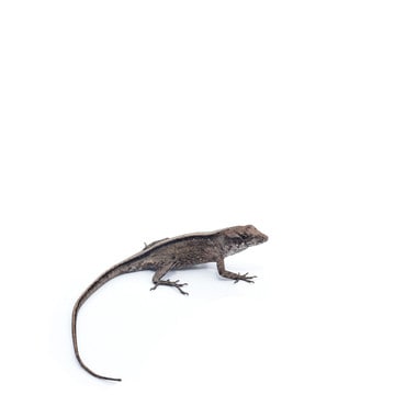 Female Bahaman Anole